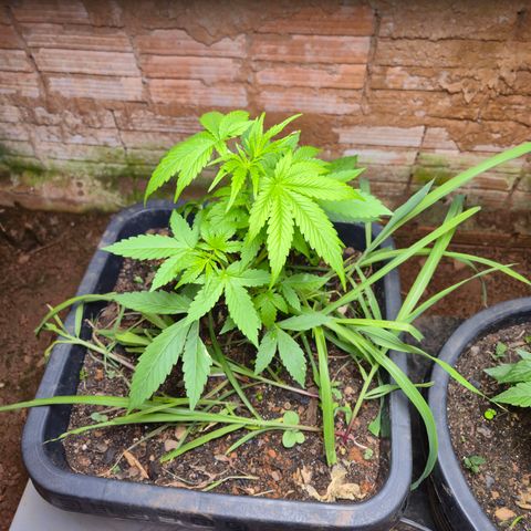 Auto Mac 51 - F1 growlog timeline photo