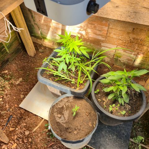 Auto Mac 51 - F1 growlog timeline photo