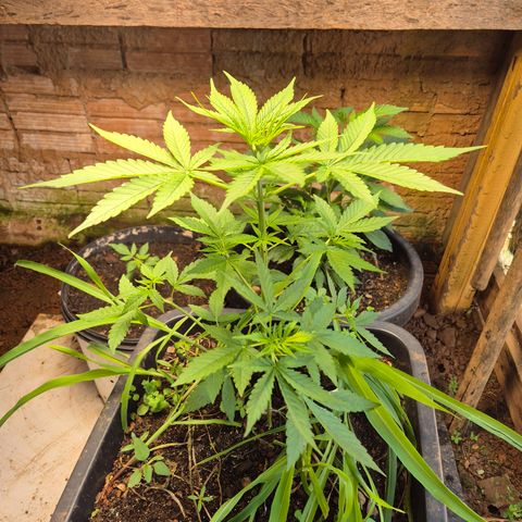 Auto Mac 51 - F1 growlog timeline photo