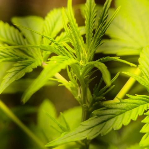 Auto Mac 51 - F1 growlog timeline photo