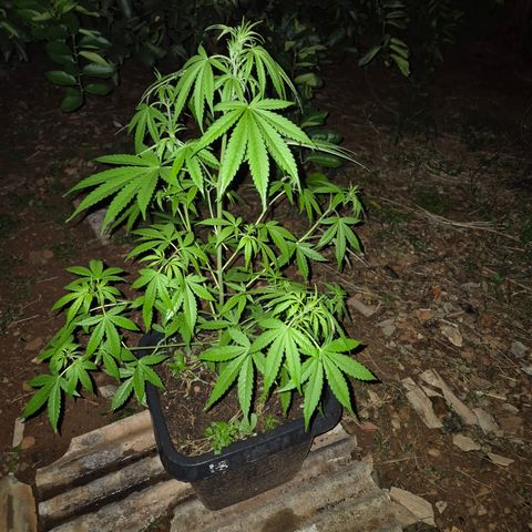 Auto Mac 51 - F1 growlog timeline photo