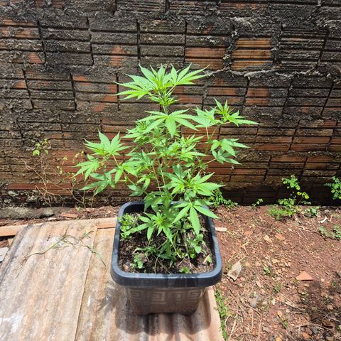 Auto Mac 51 - F1 growlog timeline photo
