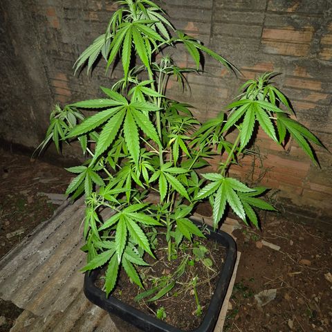Auto Mac 51 - F1 growlog timeline photo