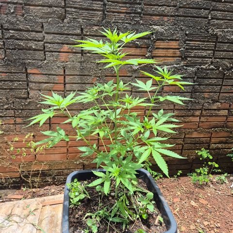 Auto Mac 51 - F1 growlog timeline photo