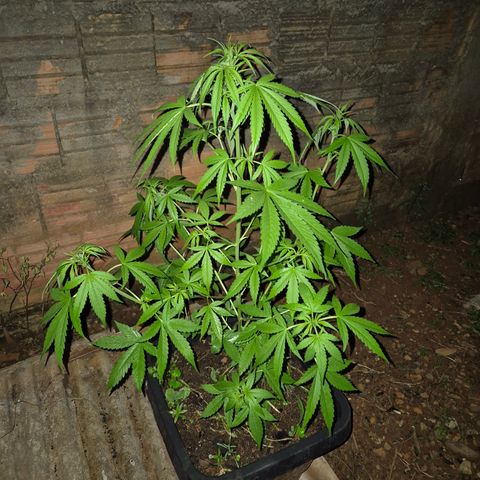 Auto Mac 51 - F1 growlog timeline photo