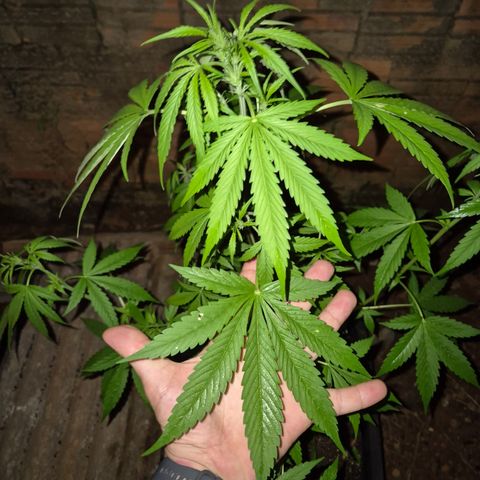 Auto Mac 51 - F1 growlog timeline photo