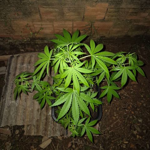 Auto Mac 51 - F1 growlog timeline photo