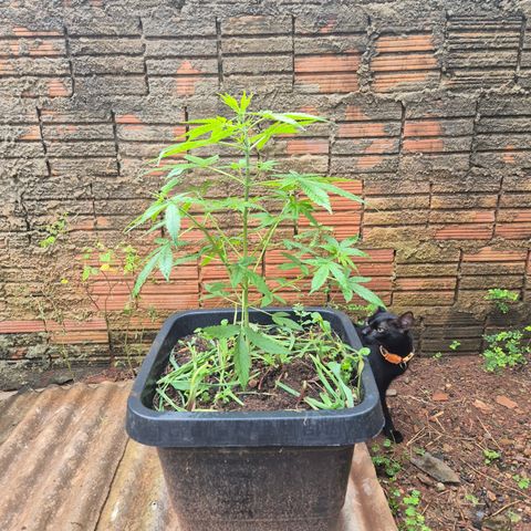 Auto Mac 51 - F1 growlog timeline photo