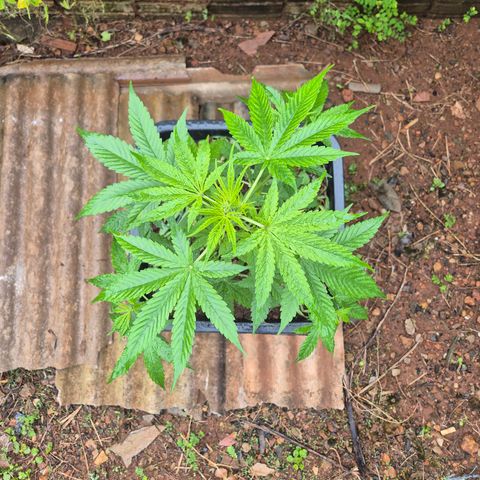 Auto Mac 51 - F1 growlog timeline photo