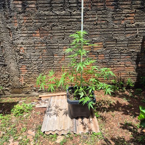 Auto Mac 51 - F1 growlog photo: LST