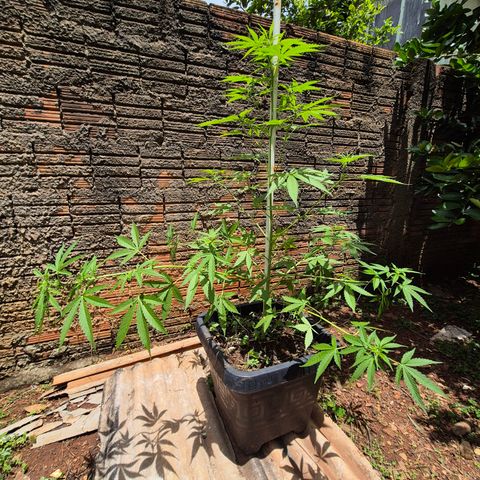 Auto Mac 51 - F1 growlog photo: LST