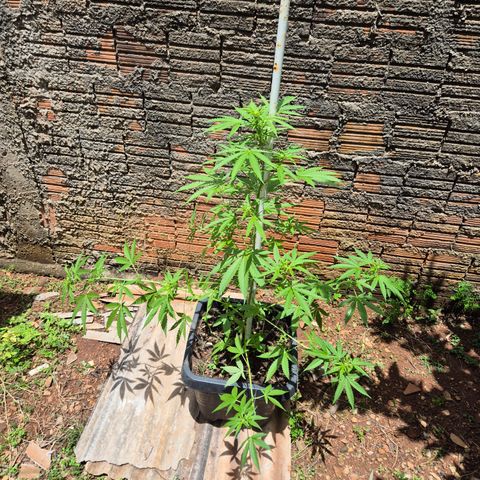 Auto Mac 51 - F1 growlog photo: LST