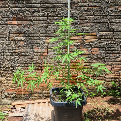 Auto Mac 51 - F1 growlog photo: LST