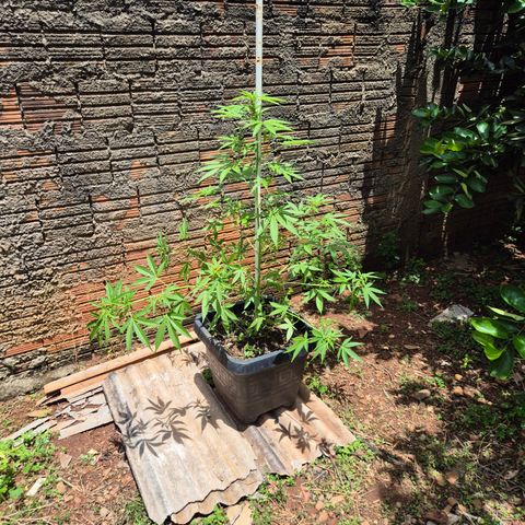 Auto Mac 51 - F1 growlog photo: LST