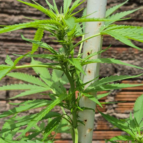Auto Mac 51 - F1 growlog timeline photo