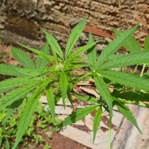 Auto Mac 51 - F1 growlog timeline photo