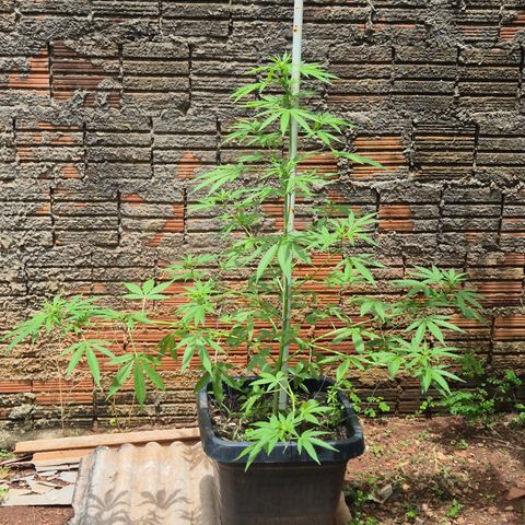 Auto Mac 51 - F1 growlog timeline photo