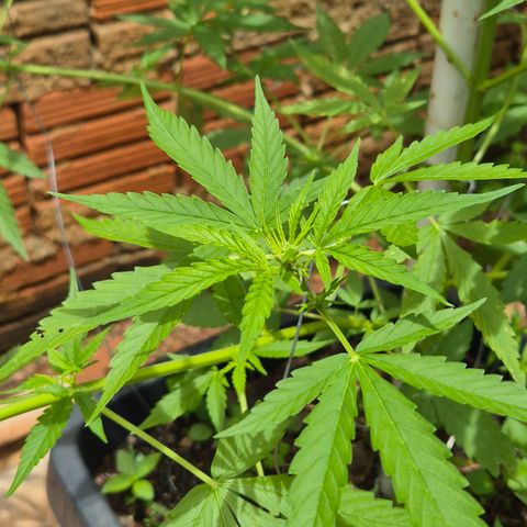 Auto Mac 51 - F1 growlog timeline photo