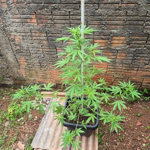Auto Mac 51 - F1 growlog timeline photo