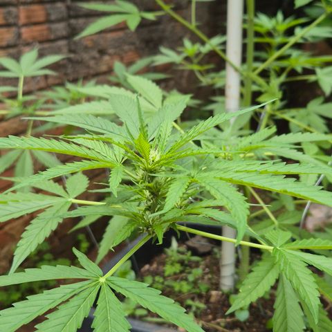 Auto Mac 51 - F1 growlog timeline photo