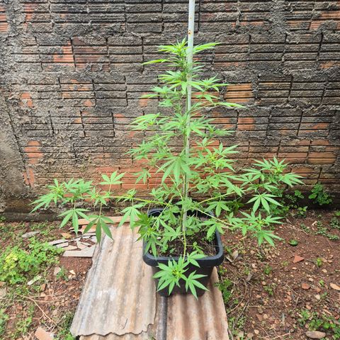 Auto Mac 51 - F1 growlog timeline photo