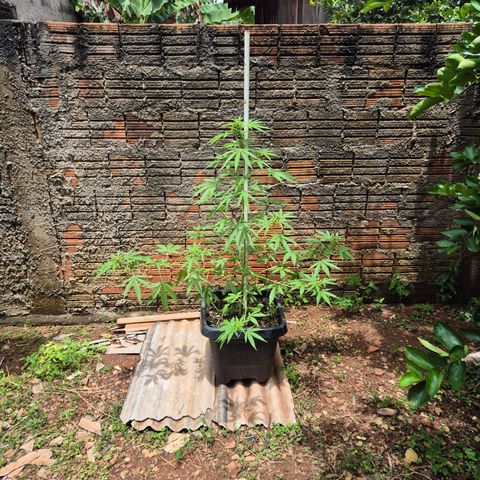 Auto Mac 51 - F1 growlog timeline photo