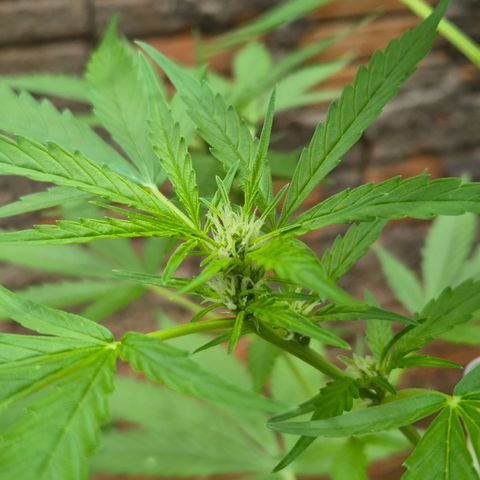 Auto Mac 51 - F1 growlog timeline photo