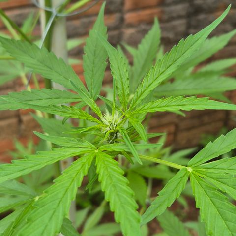 Auto Mac 51 - F1 growlog timeline photo