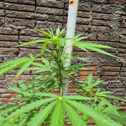 Auto Mac 51 - F1 growlog timeline photo