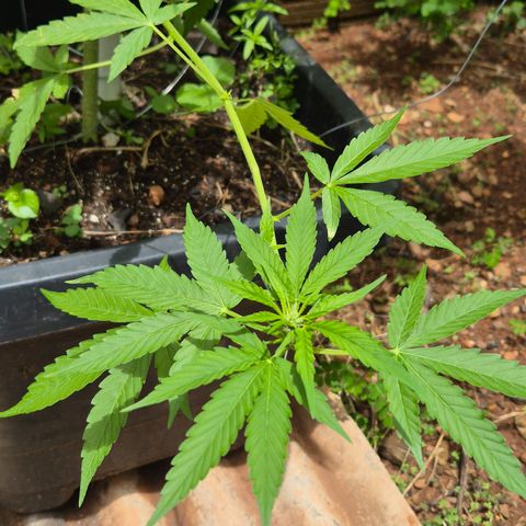 Auto Mac 51 - F1 growlog timeline photo