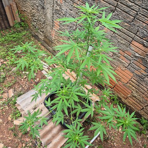 Auto Mac 51 - F1 growlog timeline photo