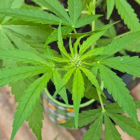 Auto Mac 51 - F1 growlog timeline photo