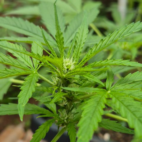 Auto Mac 51 - F1 growlog timeline photo