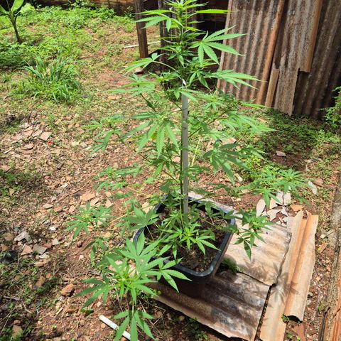 Auto Mac 51 - F1 growlog timeline photo