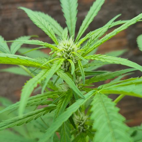 Auto Mac 51 - F1 growlog timeline photo