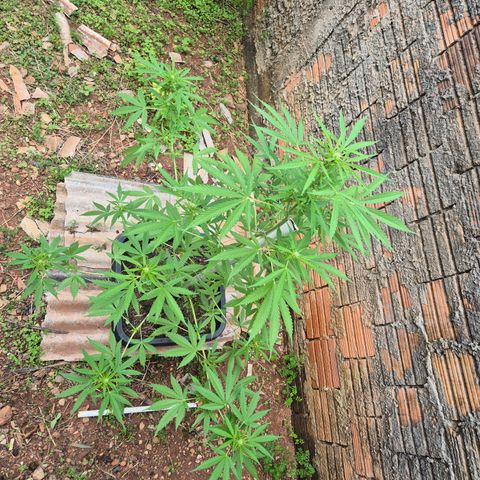 Auto Mac 51 - F1 growlog timeline photo