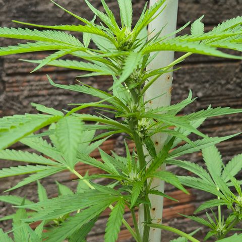 Auto Mac 51 - F1 growlog timeline photo