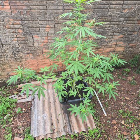 Auto Mac 51 - F1 growlog timeline photo