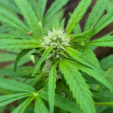 Auto Mac 51 - F1 growlog timeline photo