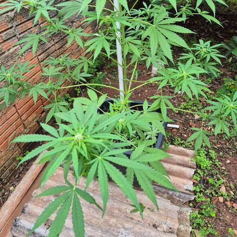 Auto Mac 51 - F1 growlog timeline photo