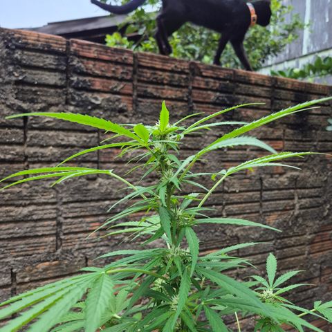 Auto Mac 51 - F1 growlog timeline photo