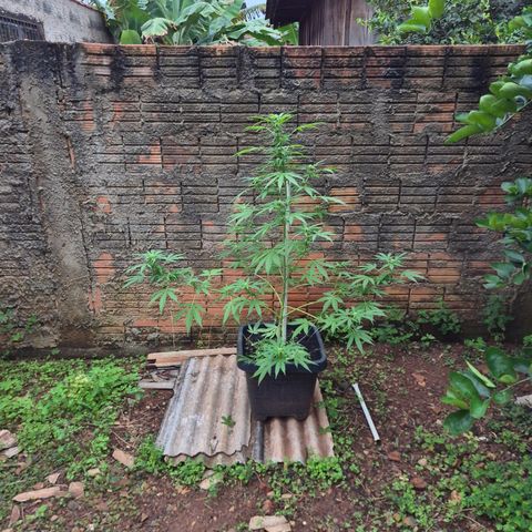 Auto Mac 51 - F1 growlog timeline photo