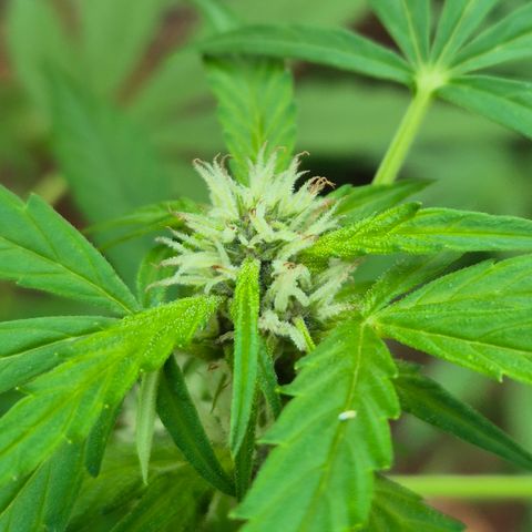 Auto Mac 51 - F1 growlog timeline photo