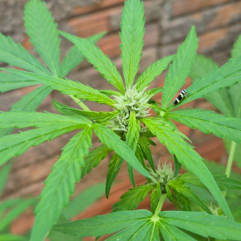 Auto Mac 51 - F1 growlog timeline photo