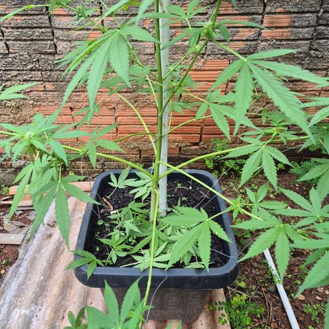 Auto Mac 51 - F1 growlog timeline photo