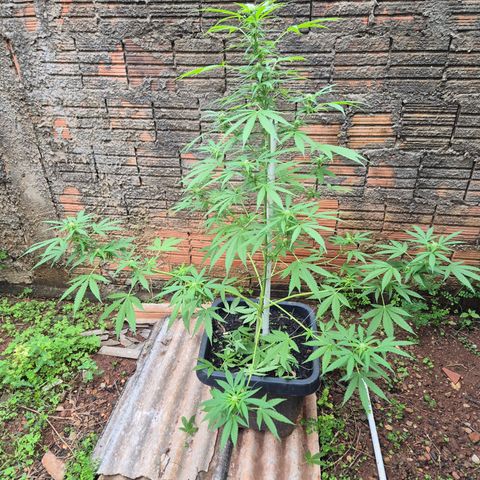 Auto Mac 51 - F1 growlog timeline photo
