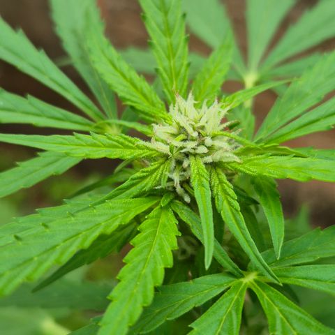 Auto Mac 51 - F1 growlog timeline photo