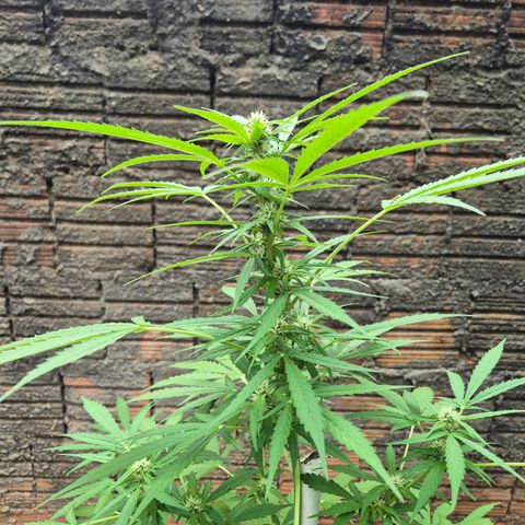 Auto Mac 51 - F1 growlog timeline photo