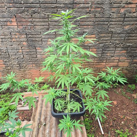 Auto Mac 51 - F1 growlog timeline photo