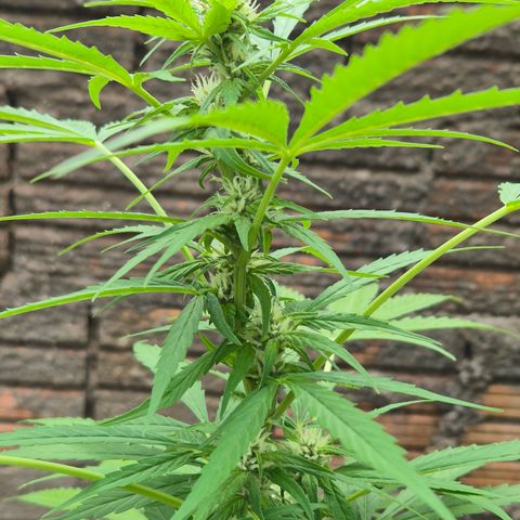 Auto Mac 51 - F1 growlog timeline photo